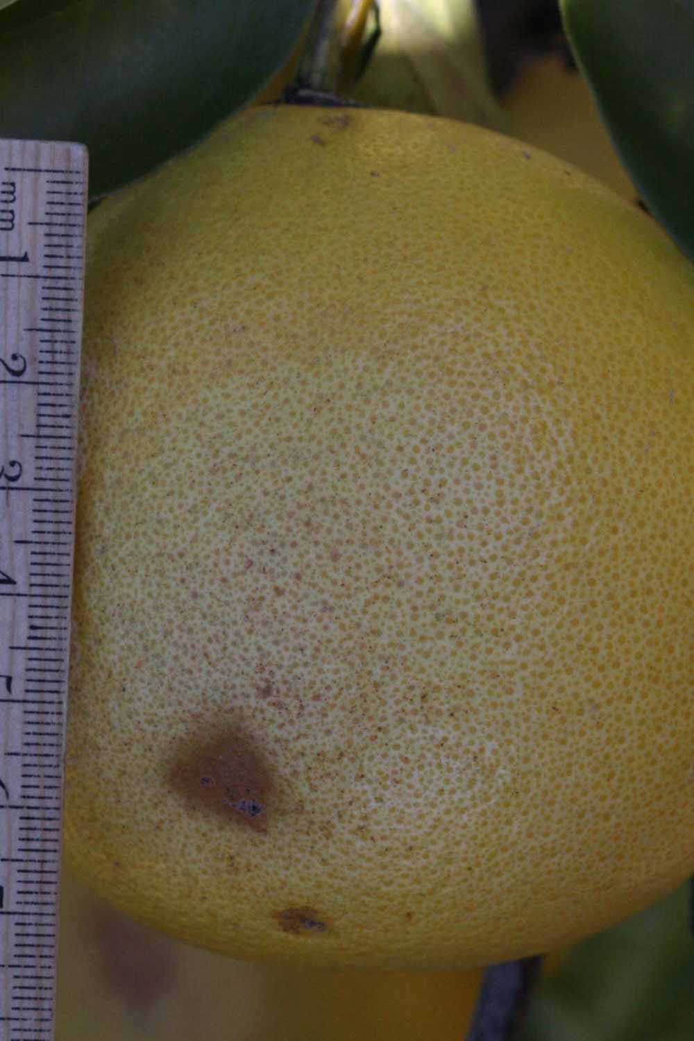              Fruit (Riverside, CA)       